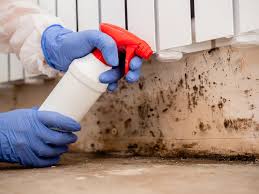 Best Basement Mold Removal  in Ord, NE